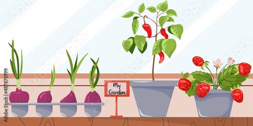 Home cultivation of organic fresh fruits and vegetables on the balcony of the apartment and on the windowsill. Balcony garden. Home garden and cute exterior design.