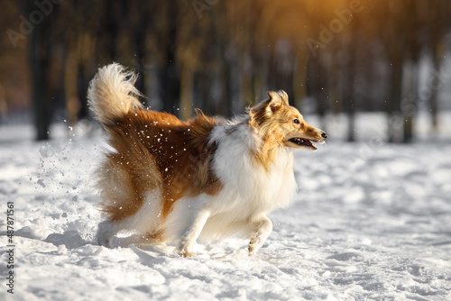 Red fluffy dog in the winter park. © 9parusnikov