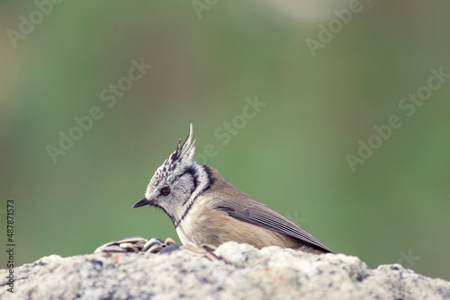 crested tit eating