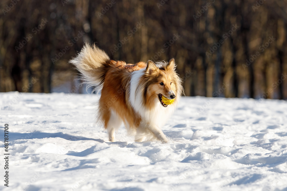 Red dog playing with toy ball on the snow.