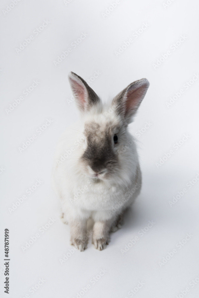 Cute fluffy white rabbit with a grey nose and big ears. High quality photo
