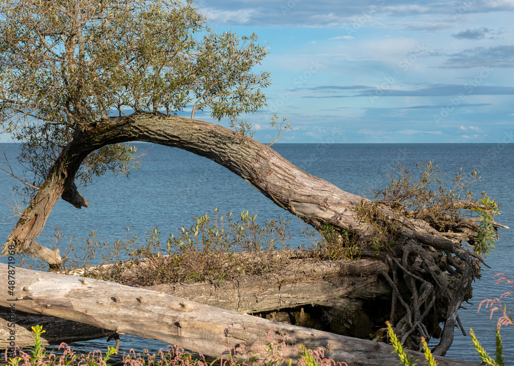 dead tree on the beach