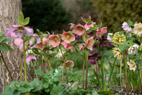 Mixed colour hellebores flowers, growing under a tree at Myddleton House Gardens, Enfield in north London. Photographed on a cold, sunny February day. photo
