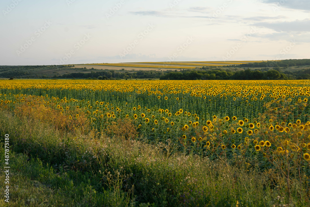 large field with sunflowers at sunset