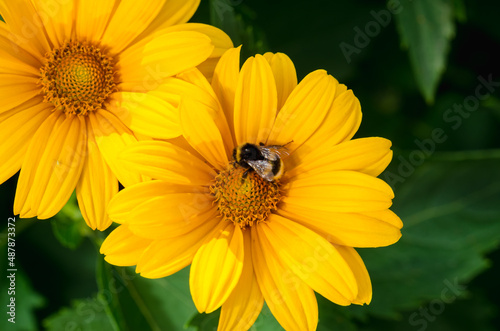 Bee pollinates a yellow flower.