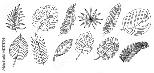 Collection of tropical leaves. Hand drawn illustrations of palm and monstera leaves. Vector isolated icons.