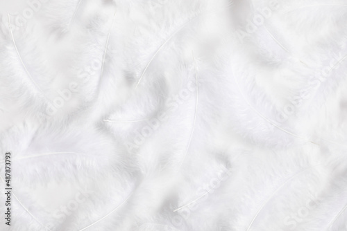 White feather texture on white background. Feather background. Flat lay, top view