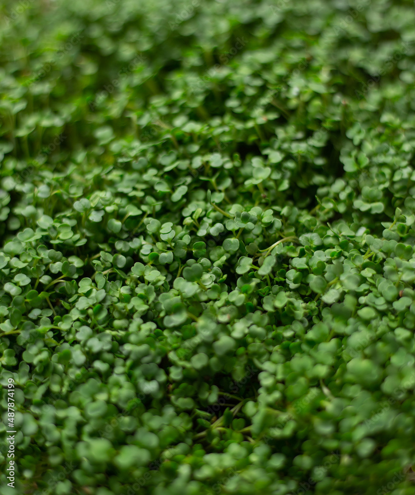 Close-up of microgreen arugula. Concept of home gardening and growing greenery indoors Close-up of microgreen arugula. Concept of home gardening and growing greenery indoors