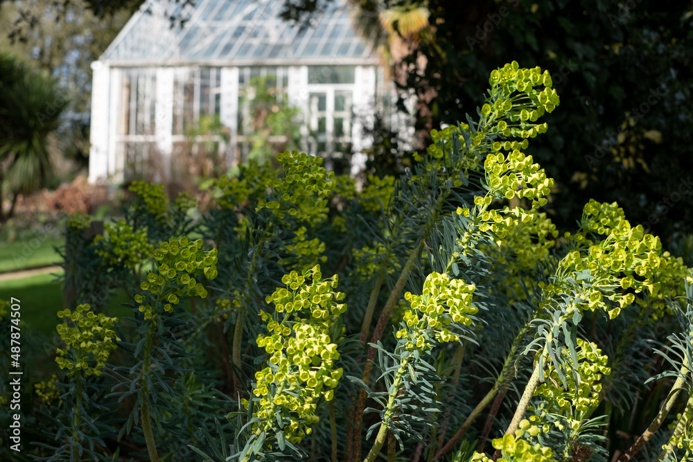 In the background, Victorian greenhouse in a garden in Enfield, north London, UK. In the foreground, perennial Euphorbia flowers reflect the February sun.