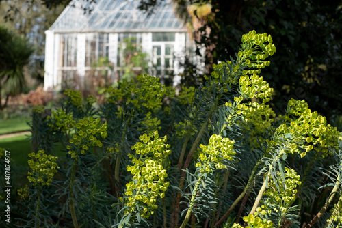 In the background, Victorian greenhouse in a garden in Enfield, north London, UK. In the foreground, perennial Euphorbia flowers reflect the February sun. © Lois GoBe