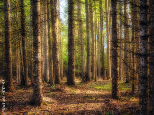 Forest in Autumn © Dan