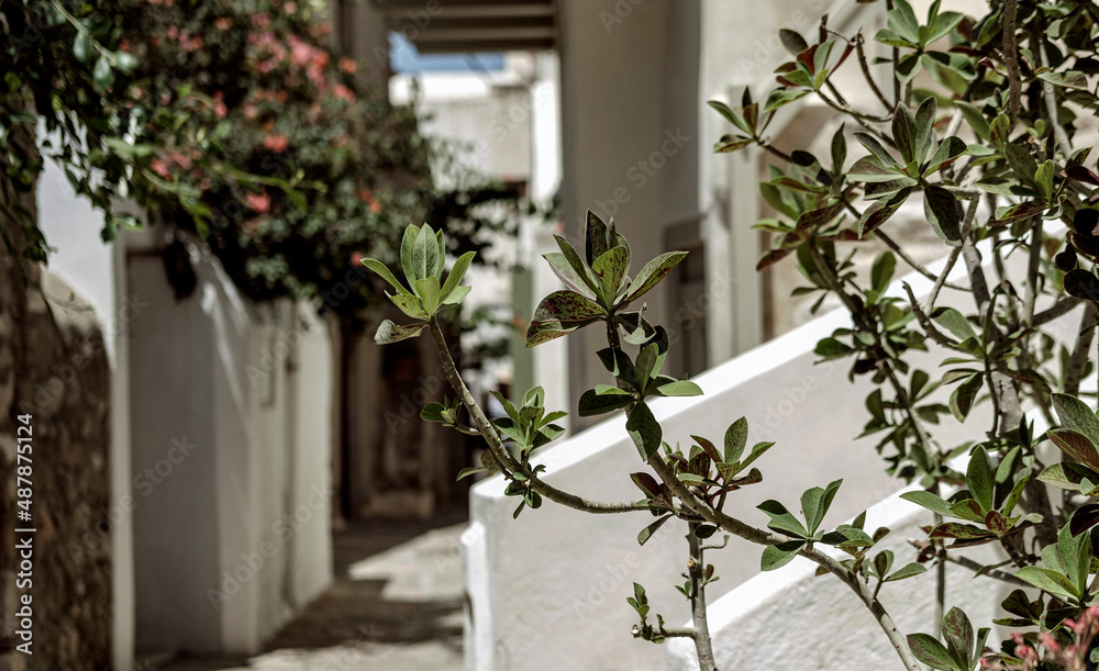 mediterranean greek street view, plants, sunny day