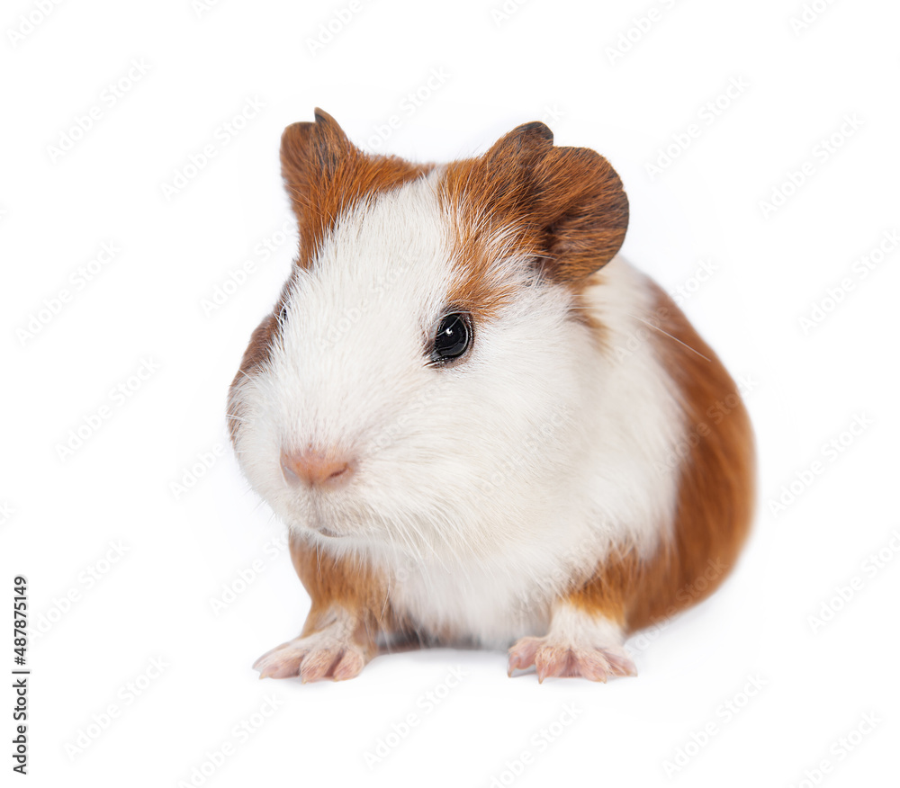 Little guinea pig baby isolated on white background Little guinea pig baby isolated on white background