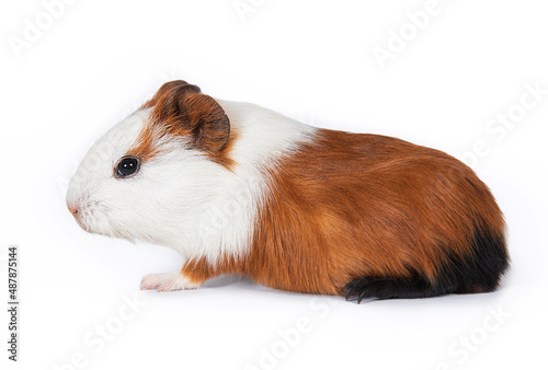 Little guinea pig baby isolated on white background