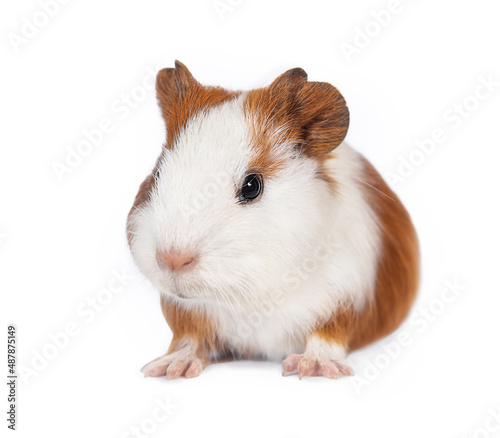 Little guinea pig baby isolated on white background
