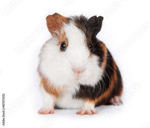 Little cute guinea pig baby isolated on white background