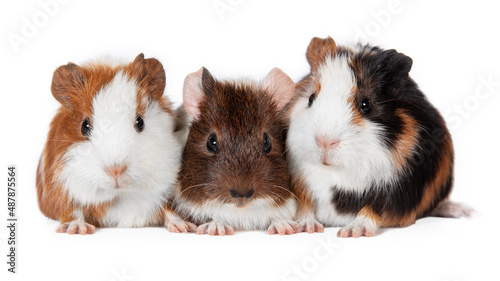 Three little guinea pig babies together isolated on white background