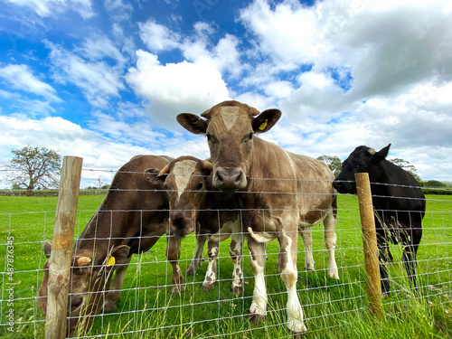 Four young bulls, in a large field, looking over the fence in, Hetton, Skipton, UK photo