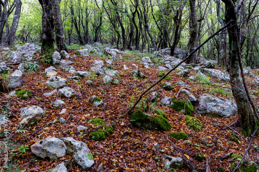 Φωτογραφία Stones and colored leaves adorn the forest floor on the island of Krk, Croatia