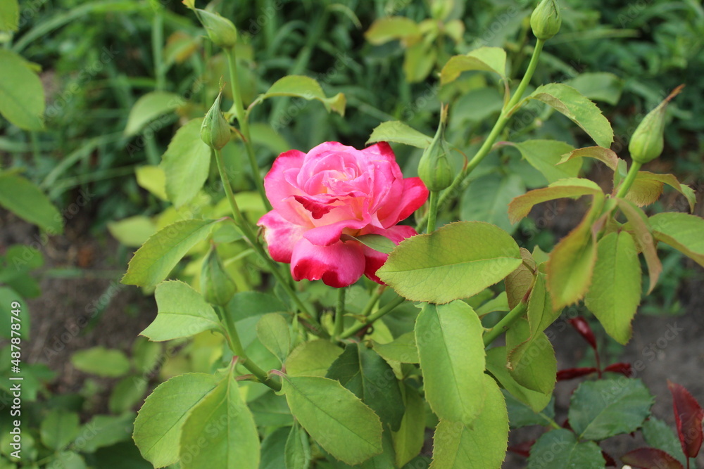 pink rosebuds close-up. Blossoming rose flower buds in spring revival new life pink rosebuds close-up. Blossoming rose flower buds in spring revival new life