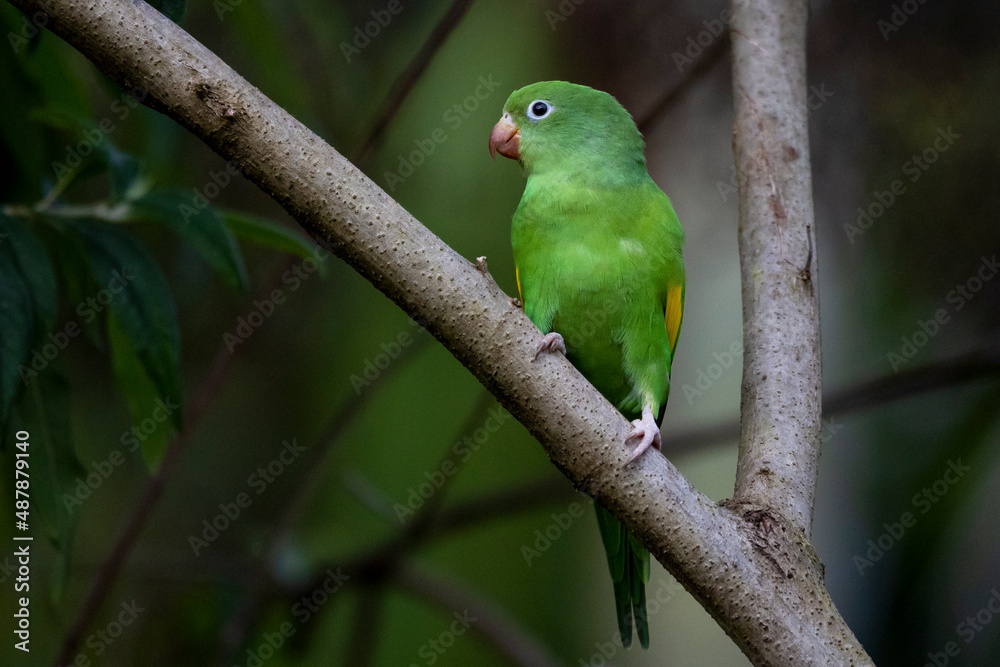 A Plain Parakeet perched on branch. Species Brotogeris tyrica. It is a typical parakeet of the Brazilian Atlantic forest. Birdwatching. Birding. Parrot