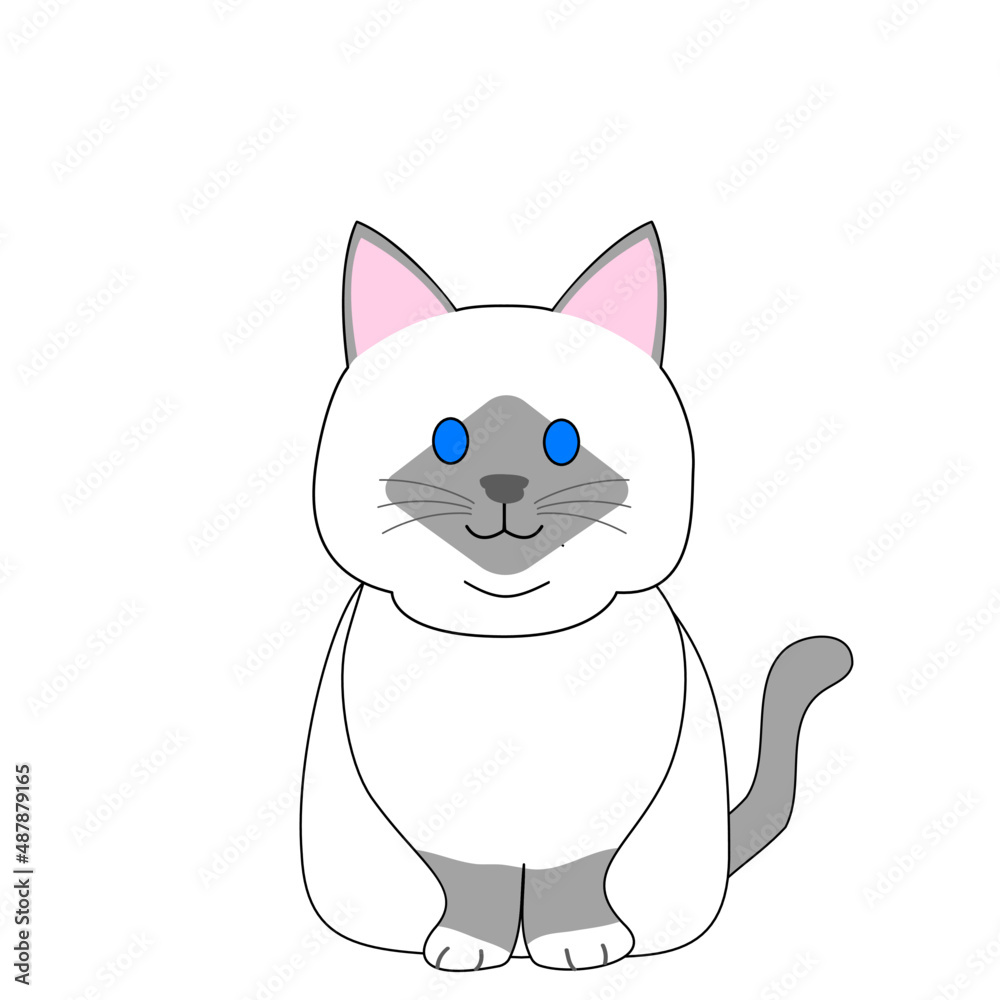 A fat Birman cat with a white background A fat Birman cat with a white background