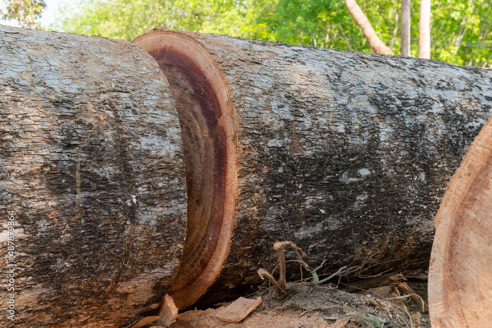 Tree trunk ready for further processing,Old tamarind stump. Tree trunk ready for further processing,Old tamarind stump.
