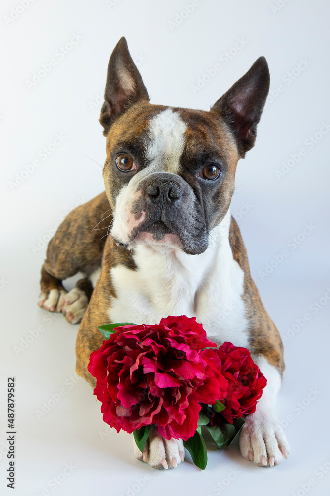 funny  Boston terrier with a red flower in its paws