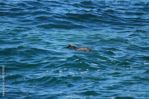 cormoran en action de pêche