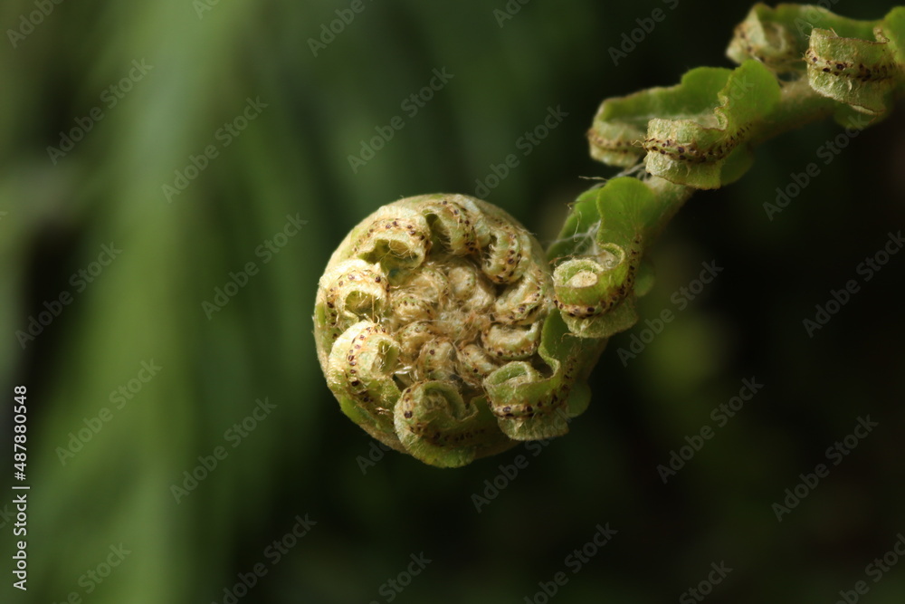 Beautiful green fern close up Beautiful green fern close up