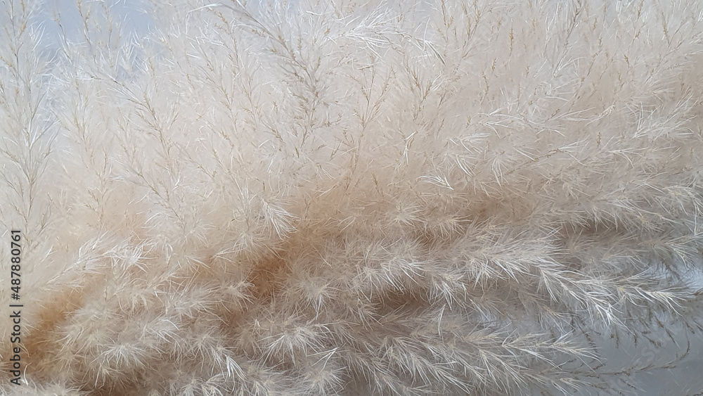 Pampas grass on white surface. Pampas grass on white surface.