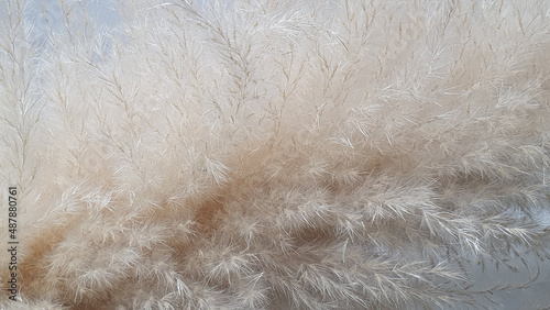 Pampas grass on white surface.