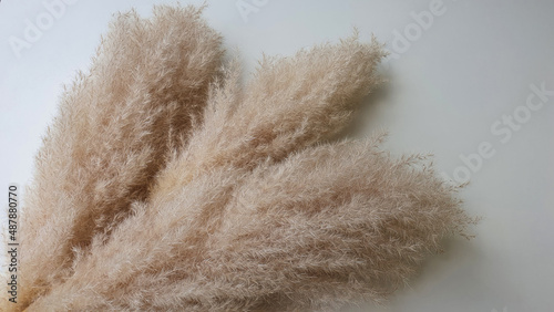 Dry and fluffy pampas grass on white surface. Beautiful nature trend decor.
