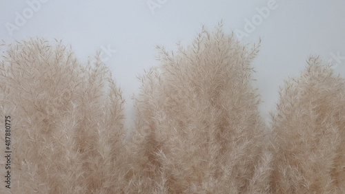 Pampas grass on white surface.