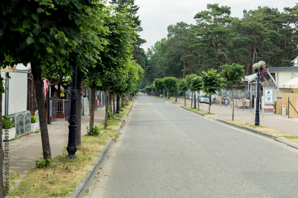 A deserted street with an avenue of trees.