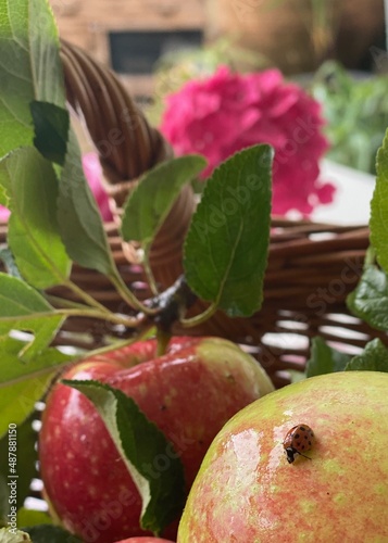 Apfelkorb mit Marienkäfer