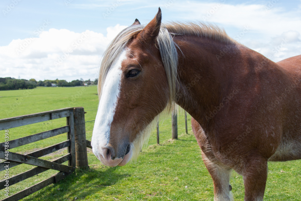 Close up of domestic horse with green field on background. Close up of domestic horse with green field on background.