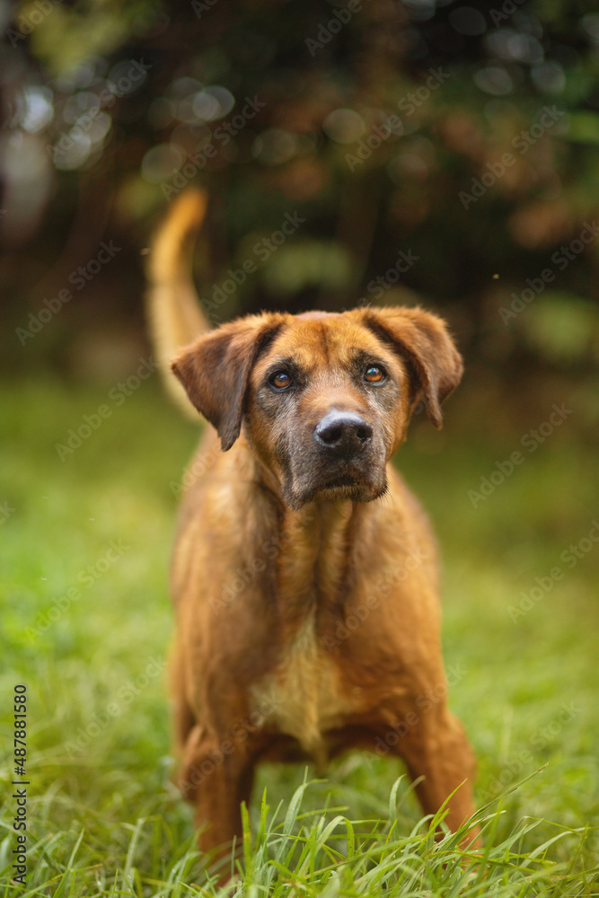 portrait of beautiful cute golden brown dog with hanging ears and black nose, brown eyes, playing in a park, garden, sunny day	