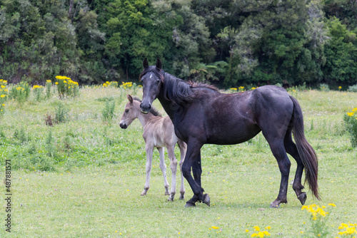 Baby horse with mother horse on a green meadow.