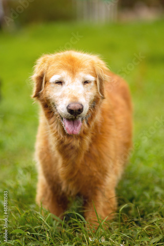 portrait of a funny cute beautiful happy smiling dog, golden color, showing tongue, on a sunny day, on green grass in the garden