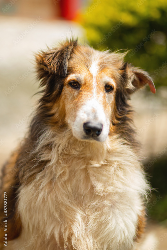 lovely single portrait of a beautiful collie breed dog, white, golden and brown, looking straight at the camera, with a slightly sad look, on a sunny day in summer lovely single portrait of a beautiful collie breed dog, white, golden and brown, looking straight at the camera, with a slightly sad look, on a sunny day in summer