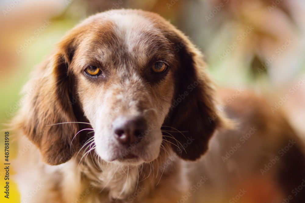 portrait of a brown spaniel, a dog, looking directly into the camera, with golden eyes and floppy ears, a brown nose on a green-yellow background in the garden on a sunny day