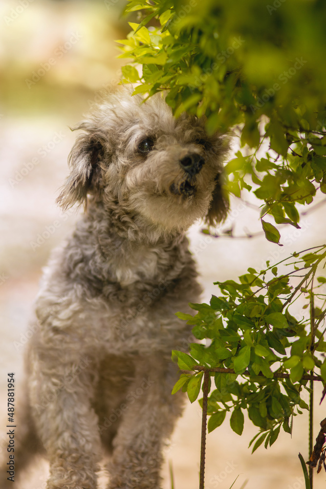 custom made wallpaper toronto digitalportrait of a little cute gray poodle smelling flowers on a sunny day in the garden