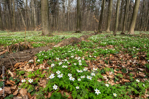 Beautiful sunny day in spring forest full of white anemones flowers