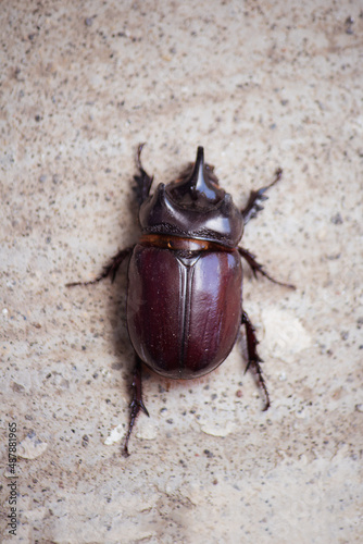 Copris lunaris, the rhinoceros beetle 2