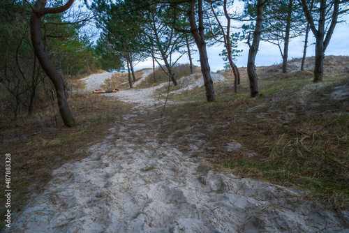 forest on the coast of the Baltic Sea on a cloudy day in autumn