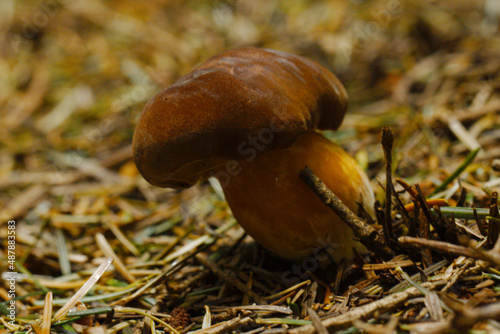 Podgrzybek - jadalny grzyb występujący w polskich lasach.