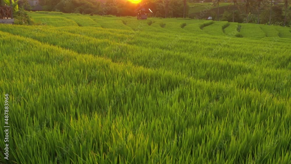 sunset light time bali island flight over famous rice terrace hills aerial panorama 4k indonesia sunset light time bali island flight over famous rice terrace hills aerial panorama 4k indonesia