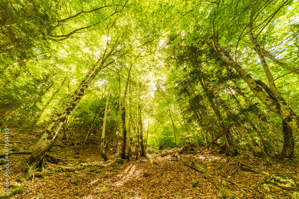 Fototapeta premium Inside the forest in the Ordesa and Monte Perdido National Park.