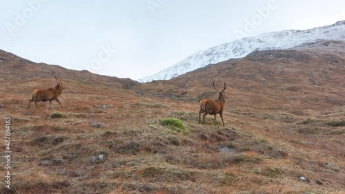Majestic Red Deer Stags in Scotland Slow Motion